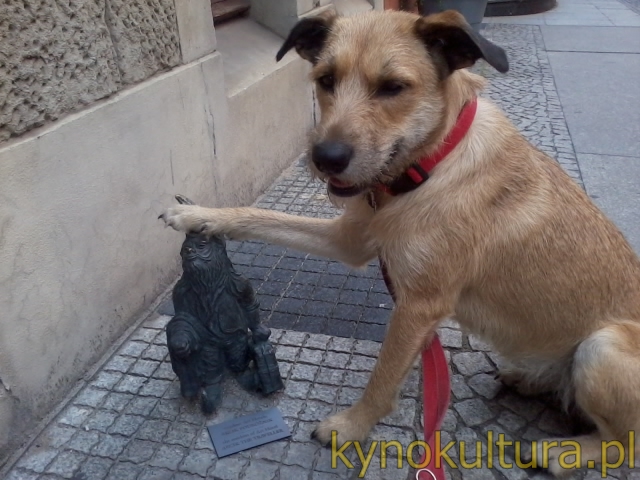 Wrocławski krasnal Psi Wrocław